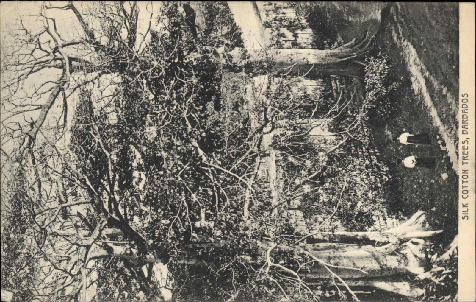 Vintage PC Barbados Silk Cotton Trees Postcard