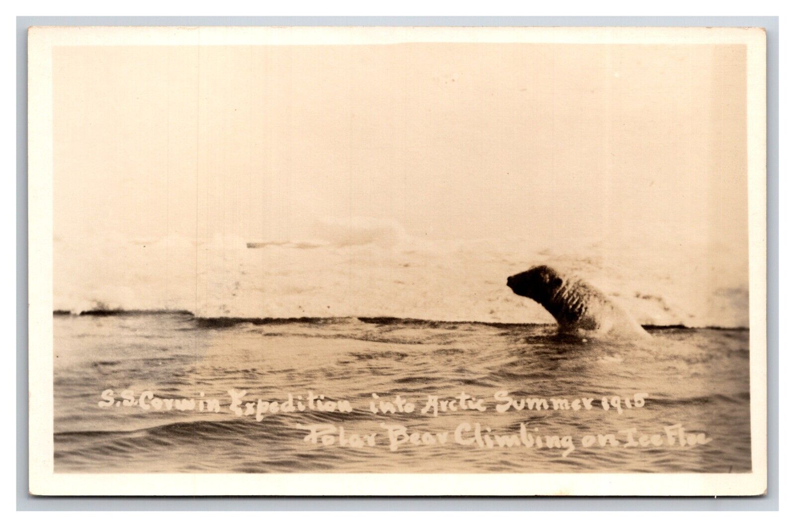 RPPC 1915 SS Corwin Arctic Expedition Polar Bear Climbing Ice UNP Postcard Y15