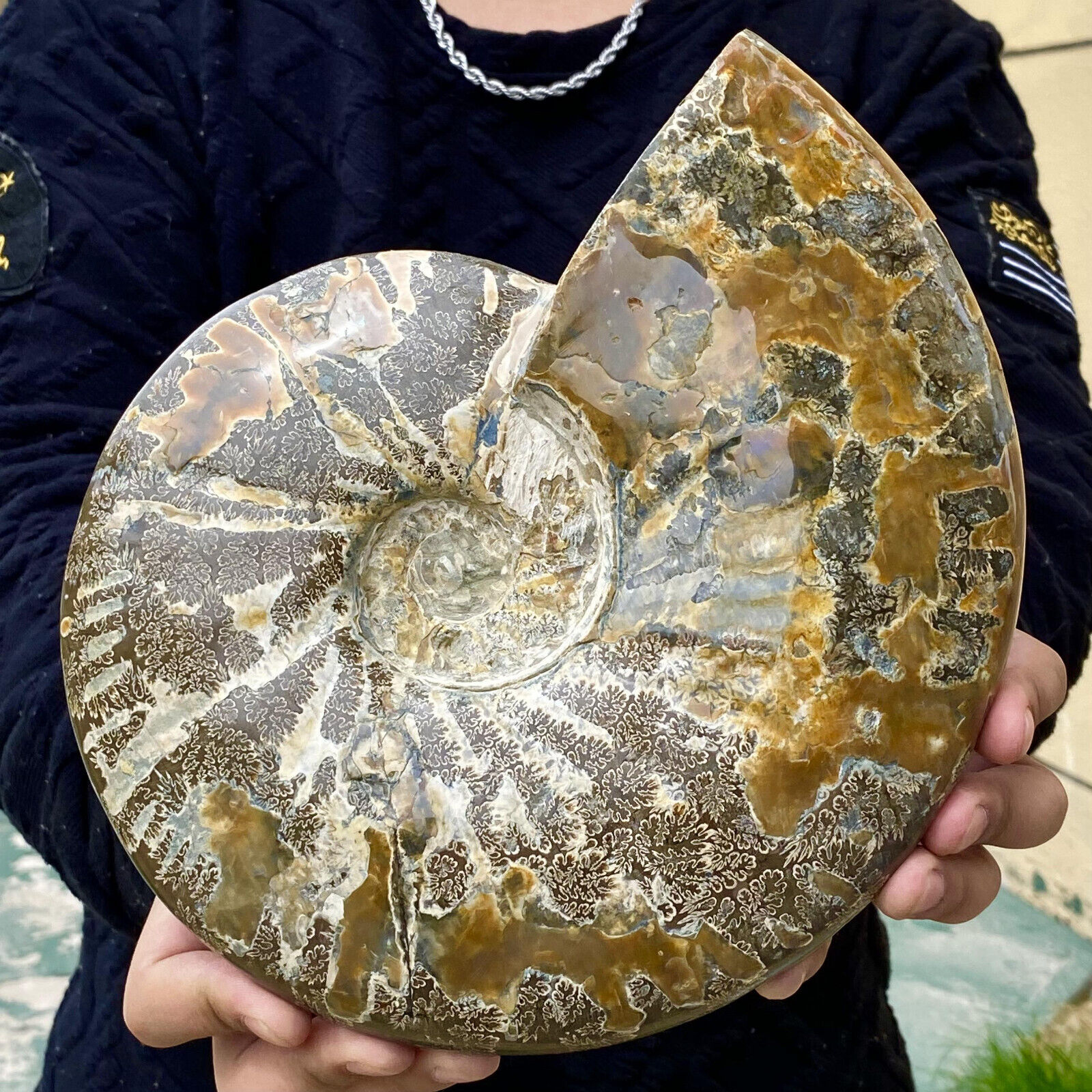 7.72LB Rare natural polished Natural conch fossil specimens of Madagascar
