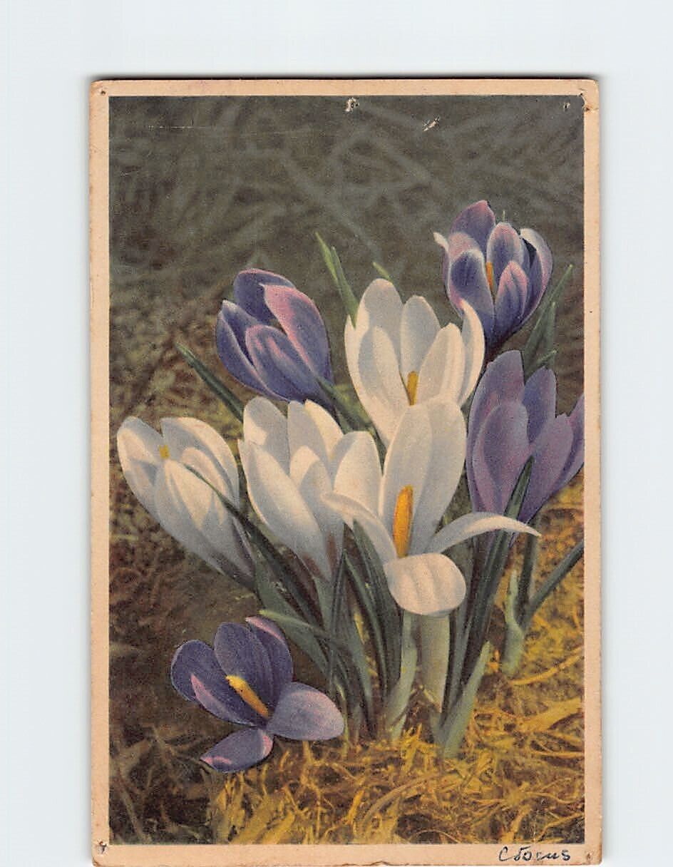 Postcard Spring Crocus (Crocus vernus)