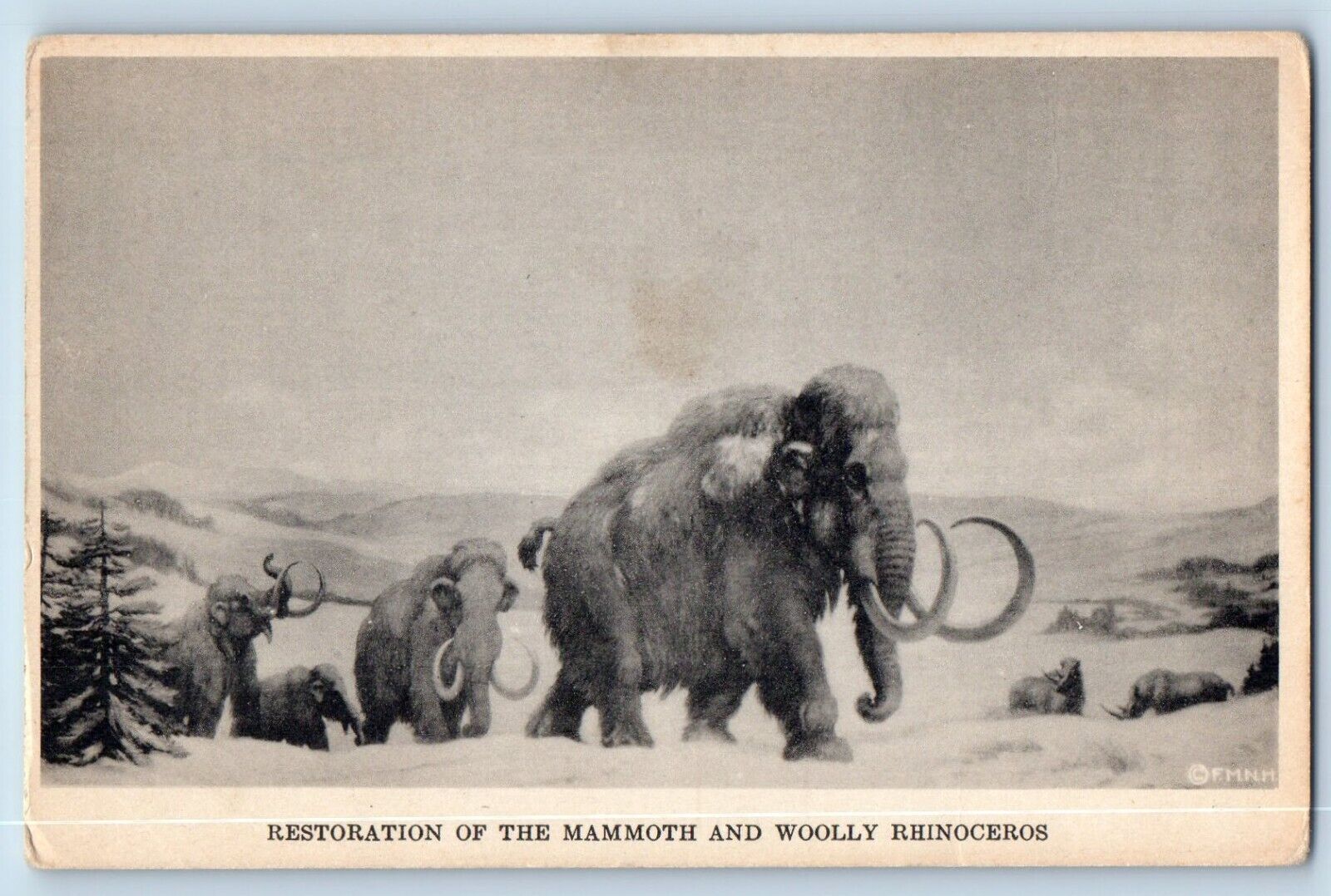 Chicago Illinois IL Postcard Restoration Mammoth Woolly Rhinoceros Museum 1910