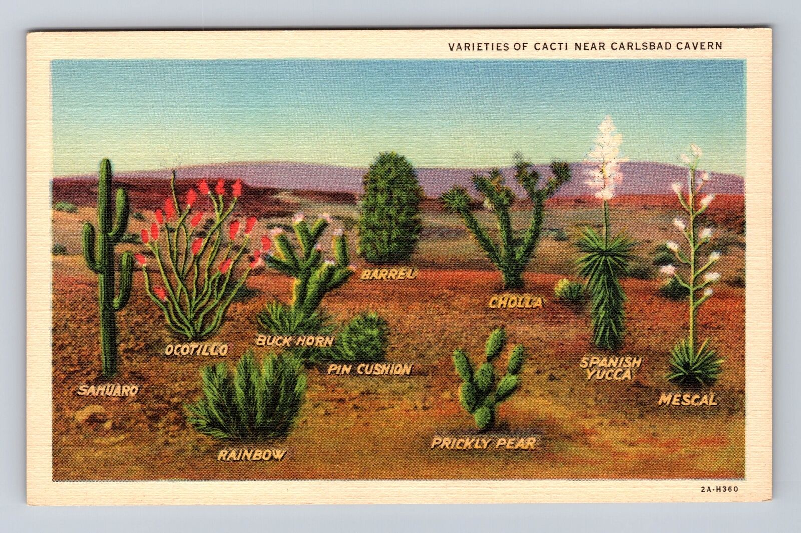 Carlsbad Cavern National Park, Cacti, Antique, Vintage Souvenir Postcard