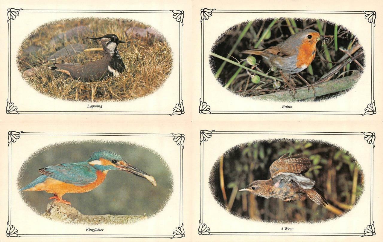 4~Postcards  LAPWING & KINGFISHER & ROBIN & WREN  Four Framed Bird Postcards