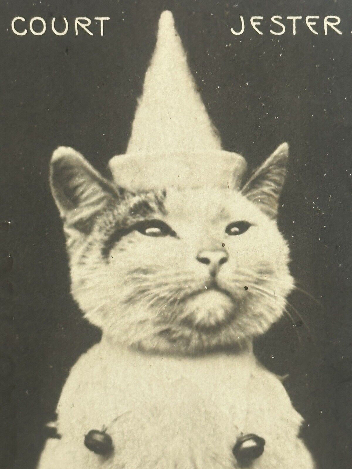 Cat Postcard Real Photo RPPC Rotograph Co Dressed The Court Jester udb 1906