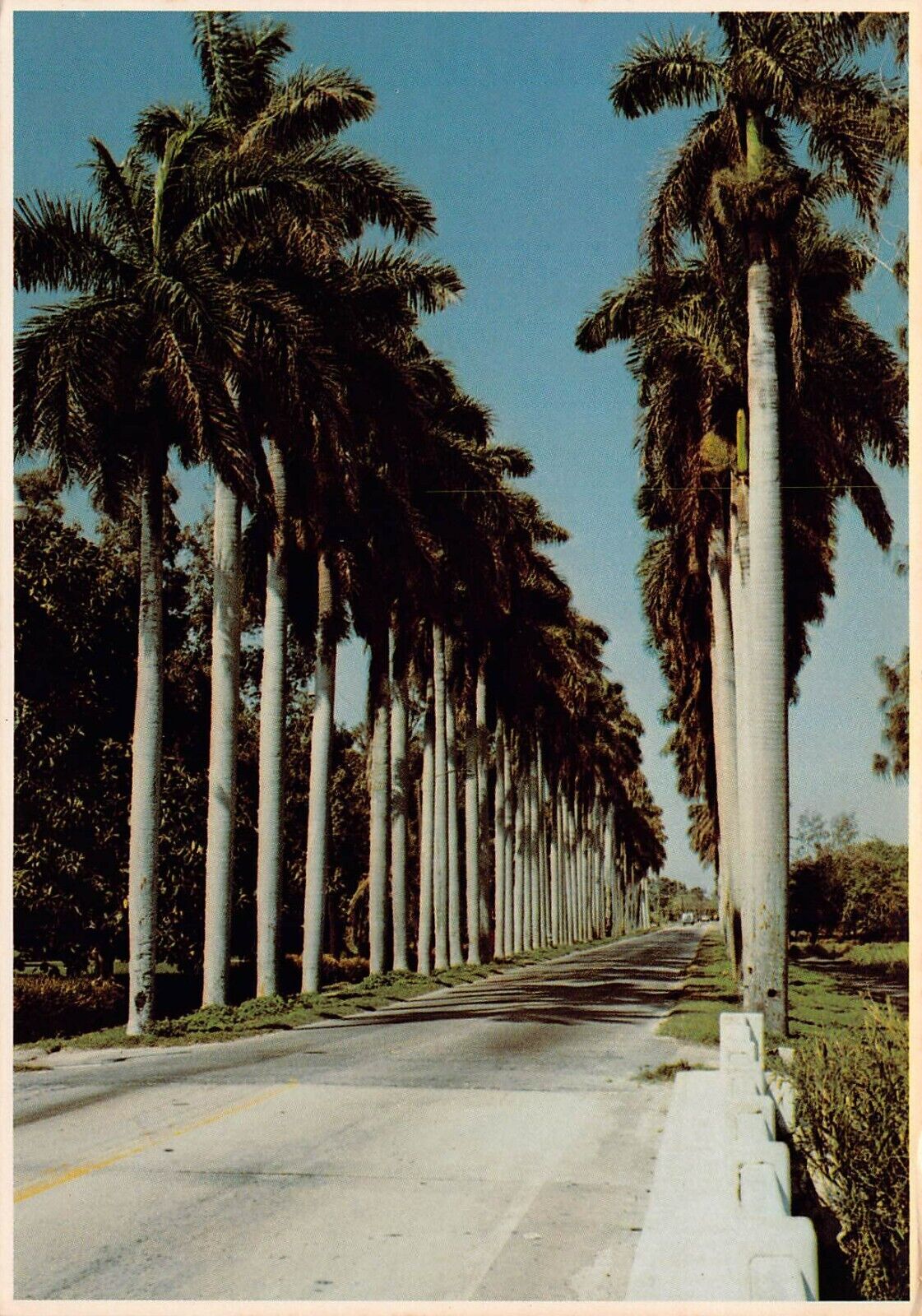 Vtg Postcard 6x4 Lake Okeechobee Clewiston FL Florida Palms Street View 1980s K6