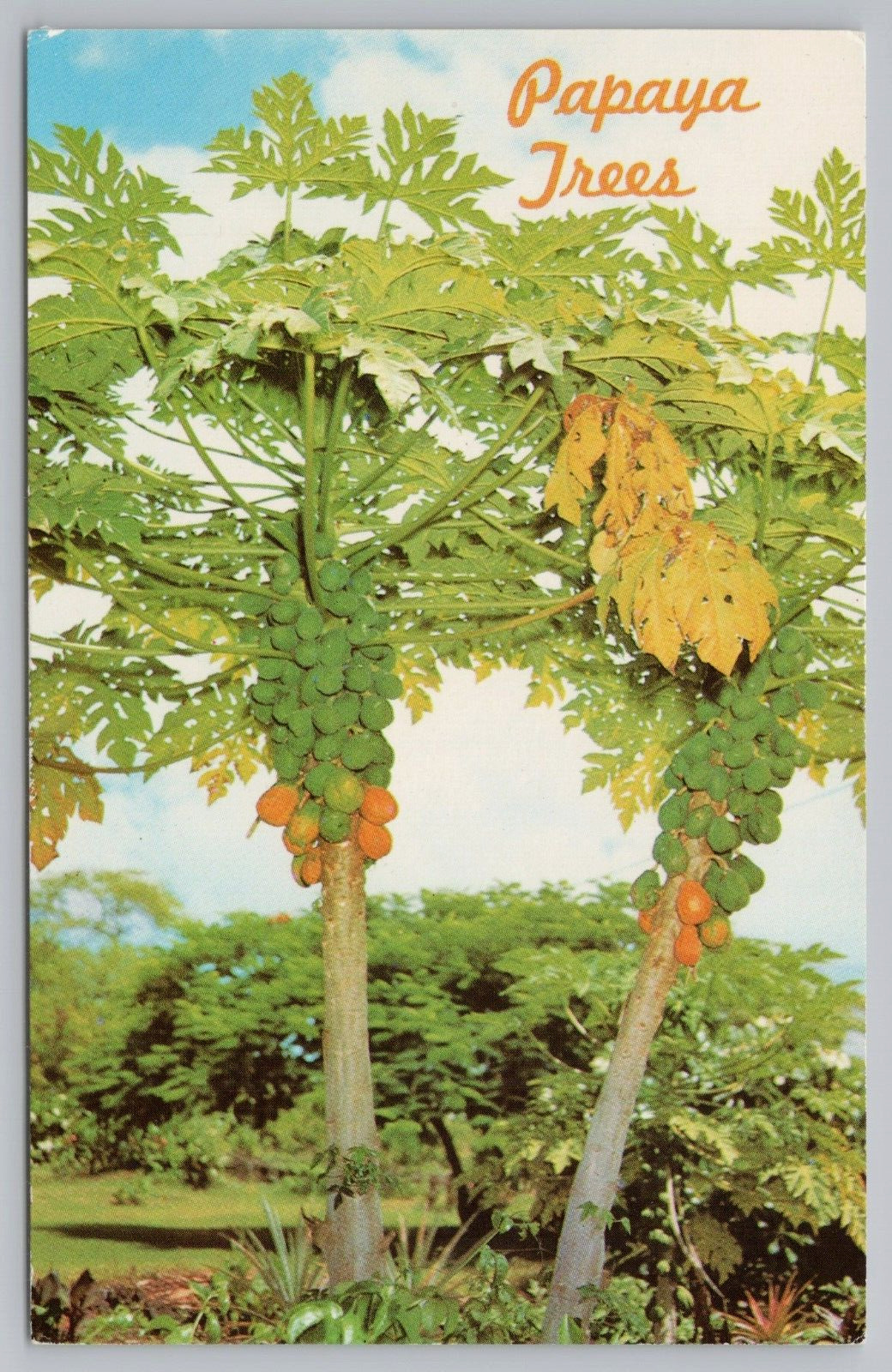 Postcard Papaya Trees With Fruit Hawaii USA Chrome Unposted
