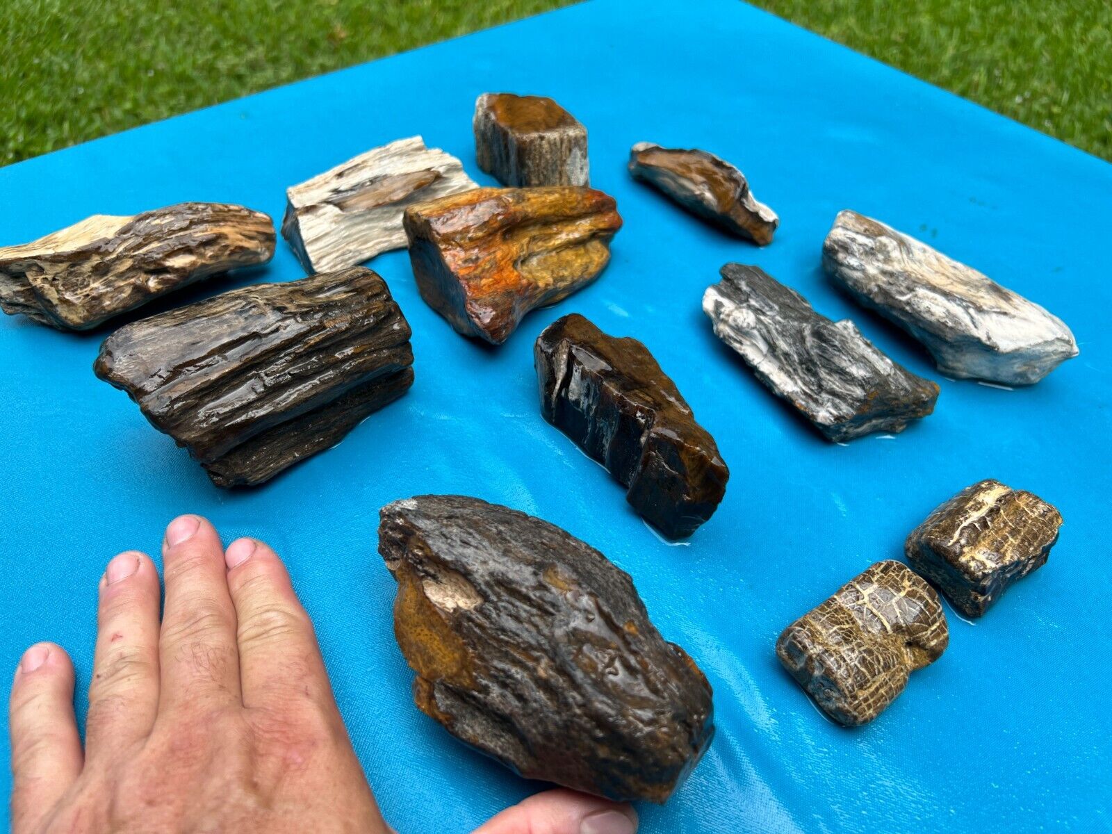 Texas Petrified Wood Lot Highly Agatized Translucent Cabochon Jewelry Material