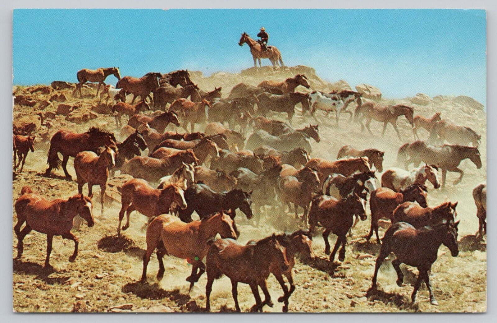 Ogden Utah, Cowboy Herding Horses at Roundup Time, Vintage Postcard