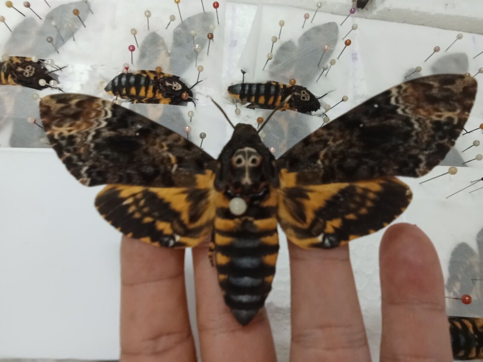 02 pcs Real Death Head Moth Acherontia lachesis A1 spread wings 