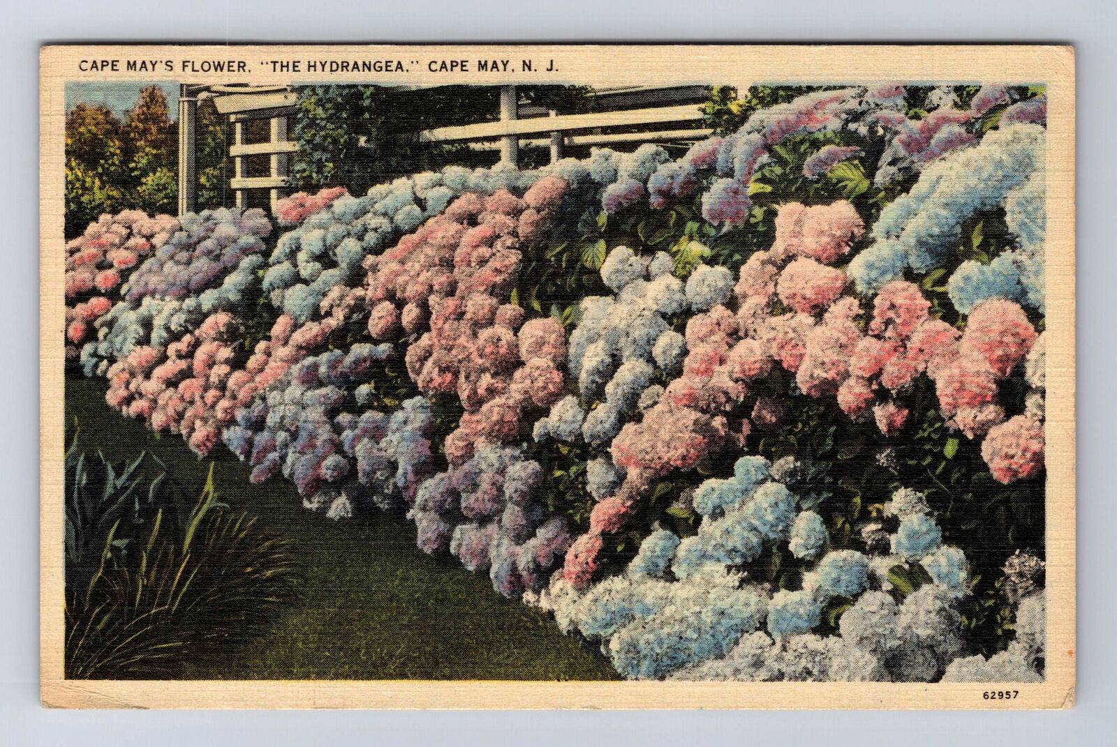 Cape May NJ-New Jersey, Cape May's Flower The Hydrangea, Vintage c1941 Postcard