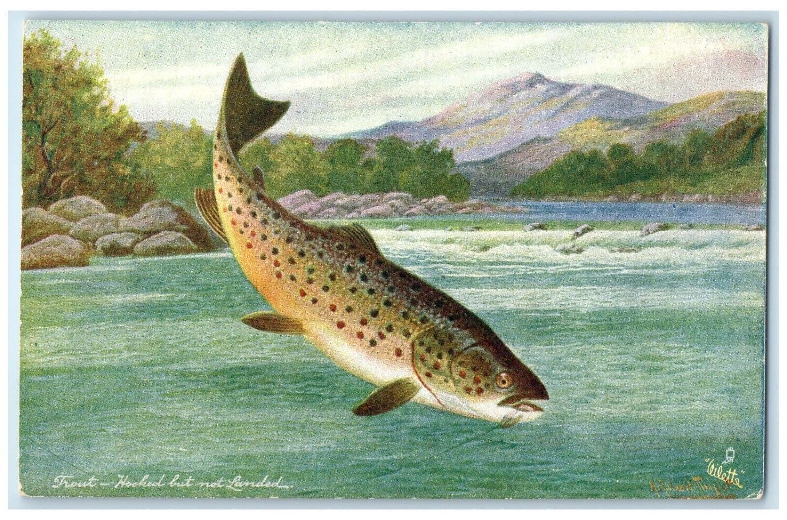 c1910\'s Trout Hooked But Not Landed Oilette Tuck\'s Unposted Antique Postcard