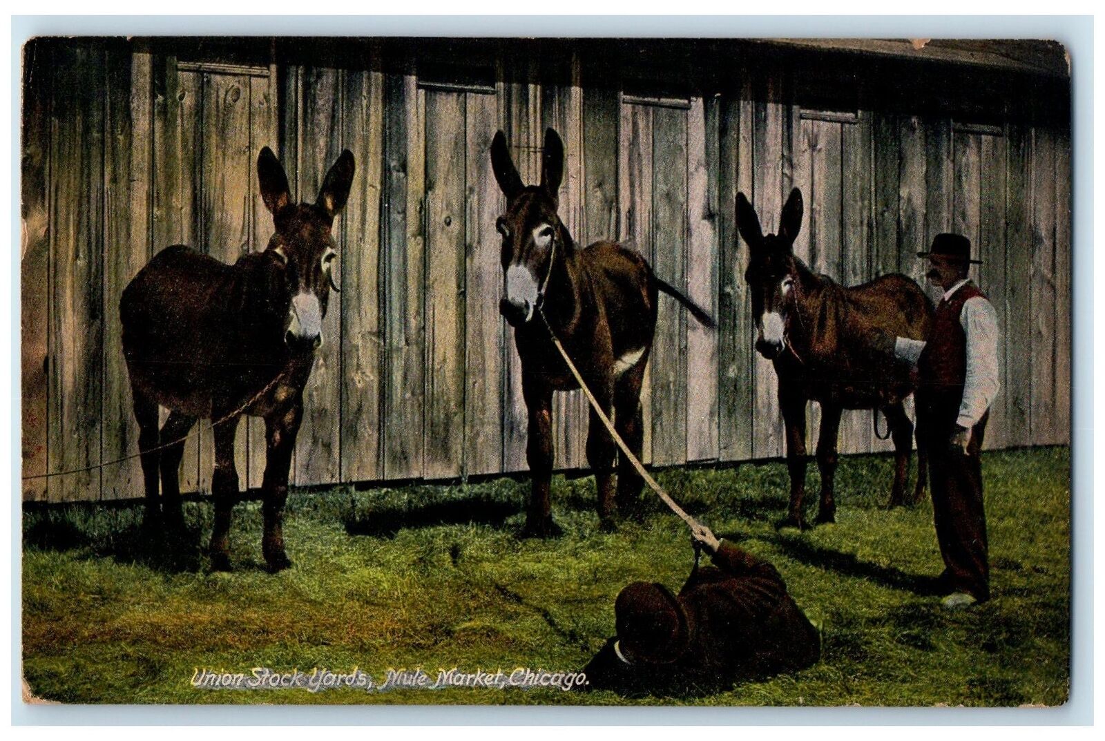 1909 Union Stock Yards Mule Market Chicago Illinois IL Posted Vintage Postcard