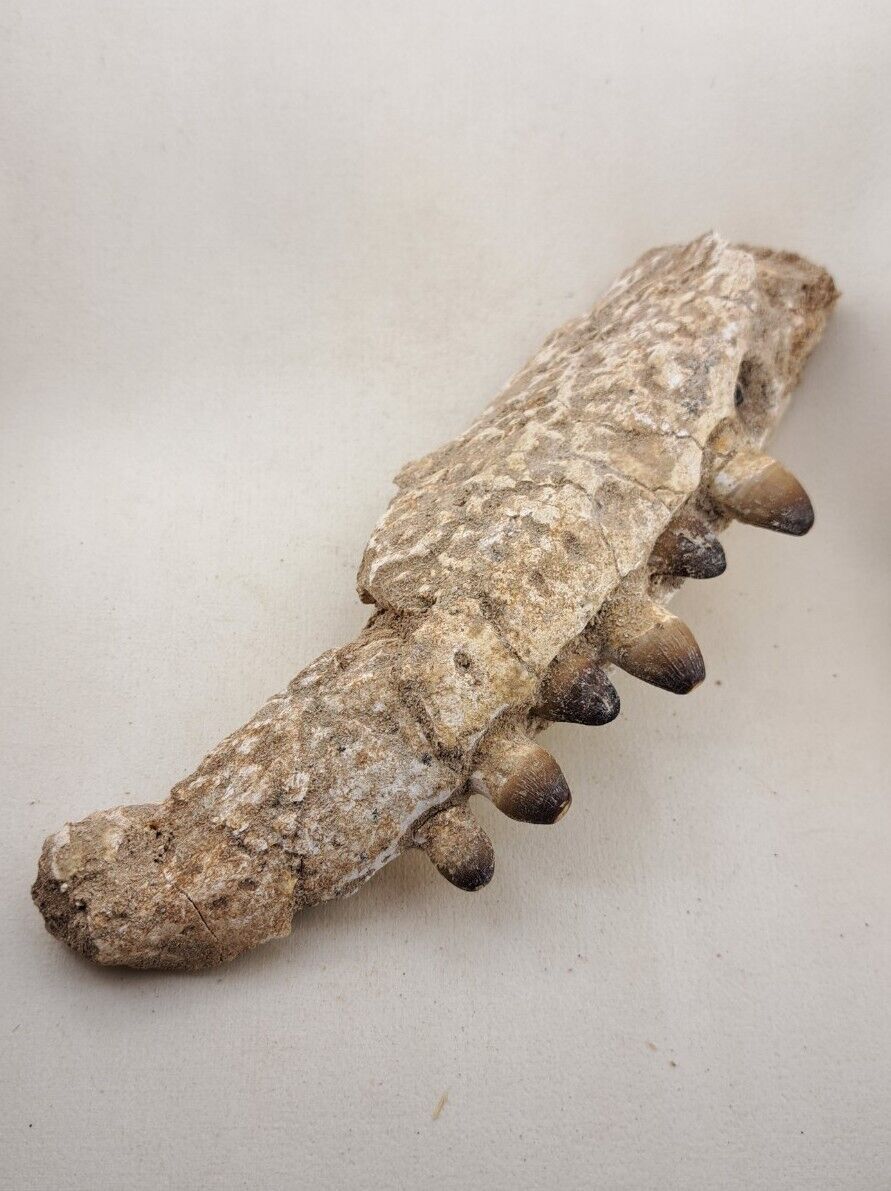8 Inche Rare Crocodile Jaw Fossil Cretaceous Morocco paleontology Fossilized 