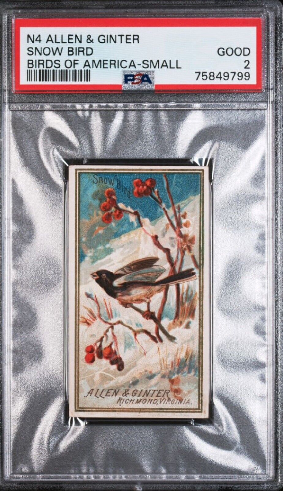 🐦 1888 N4 Allen & Ginter BIRDS OF AMERICA - Small SNOW BIRD PSA 2 GOOD