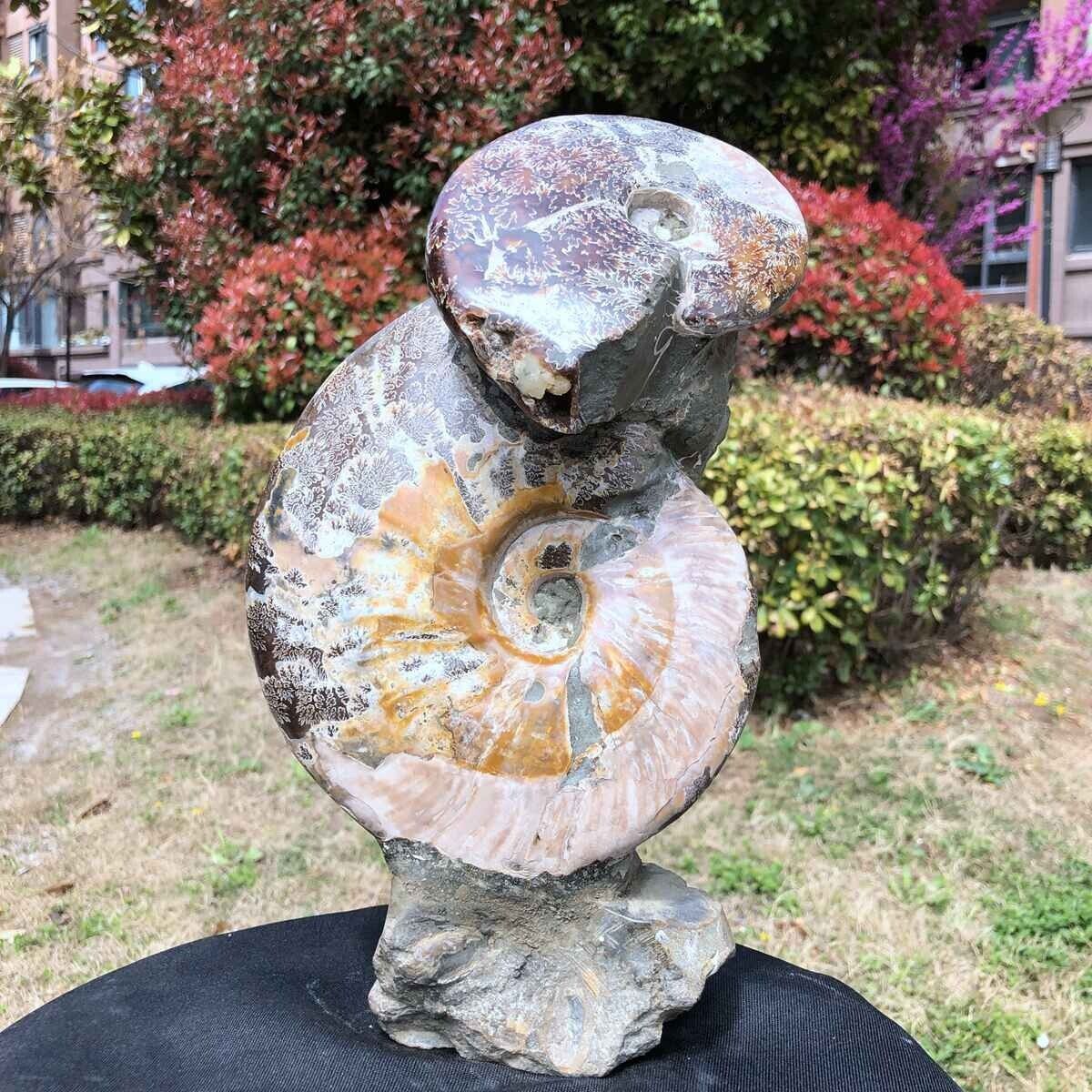 7.78LB Natural Beautiful Ammonite Fossil Conch Crystal Specimen Healing 828