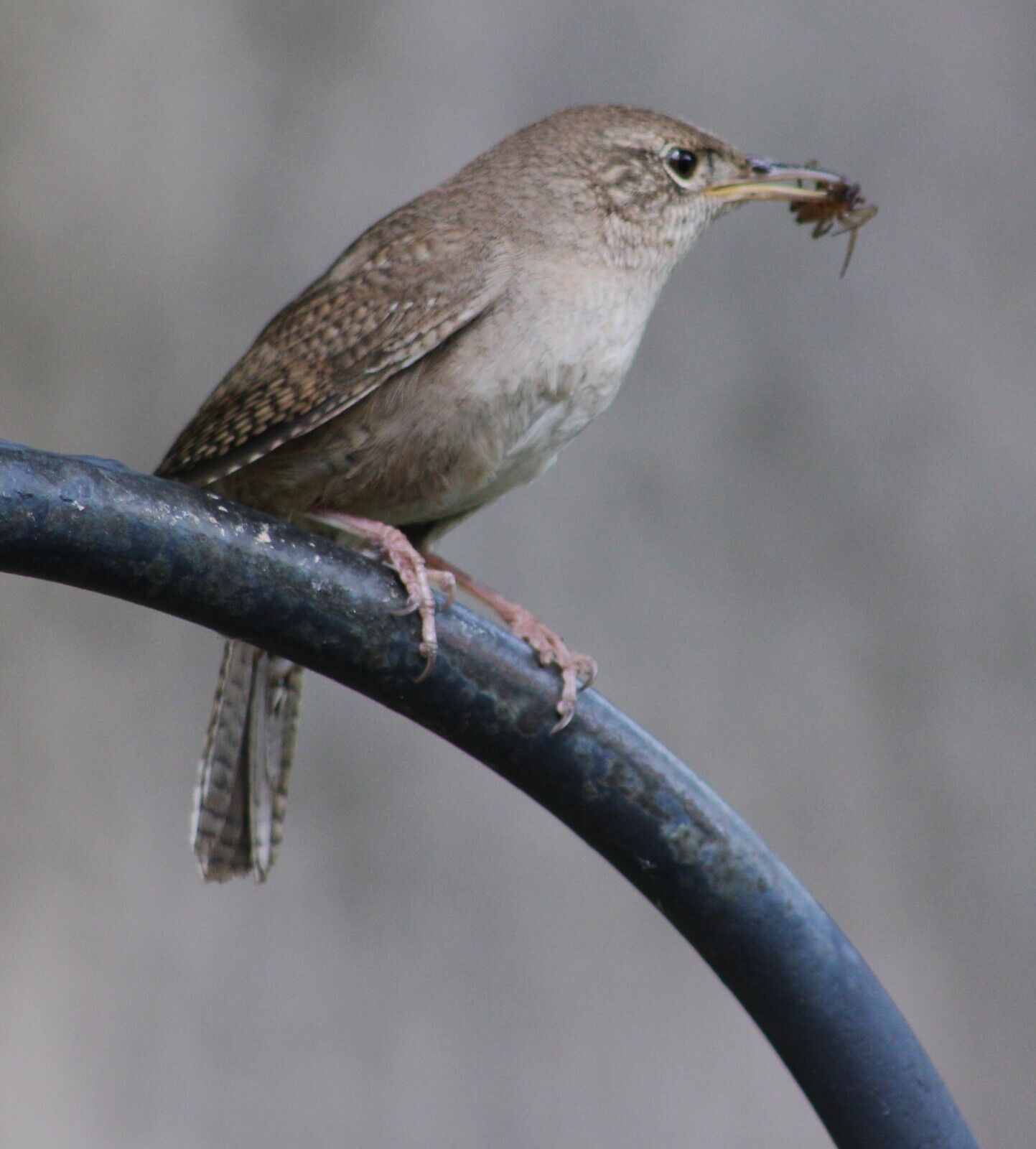 HOUSE WREN PERCHED with a BUG-Original Digital Color SIGNED Photograph by Martin