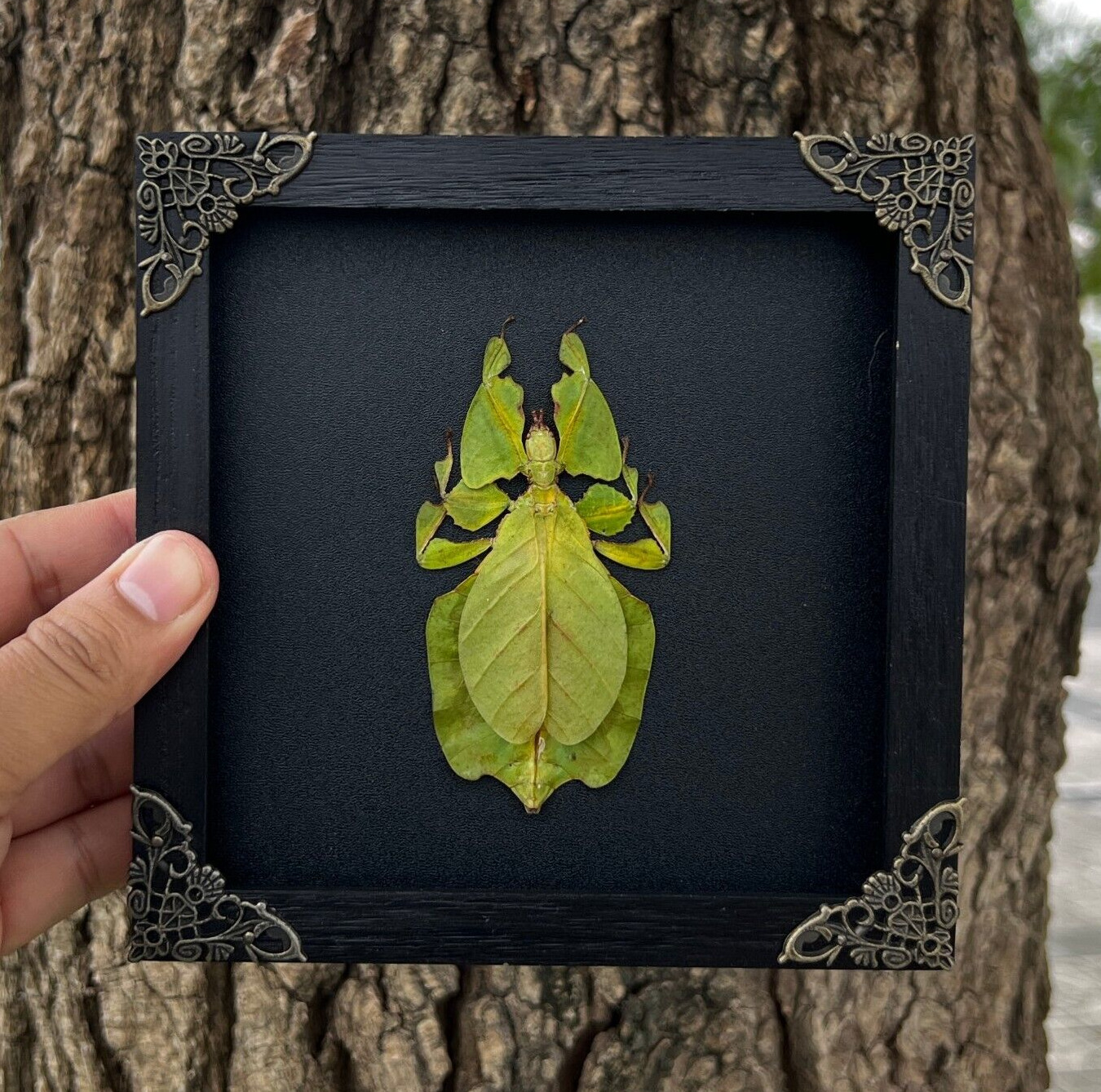 Real Walking Leaf Insect Framed Taxidermy Bugs Wall Hanging Decor Gift for Kids