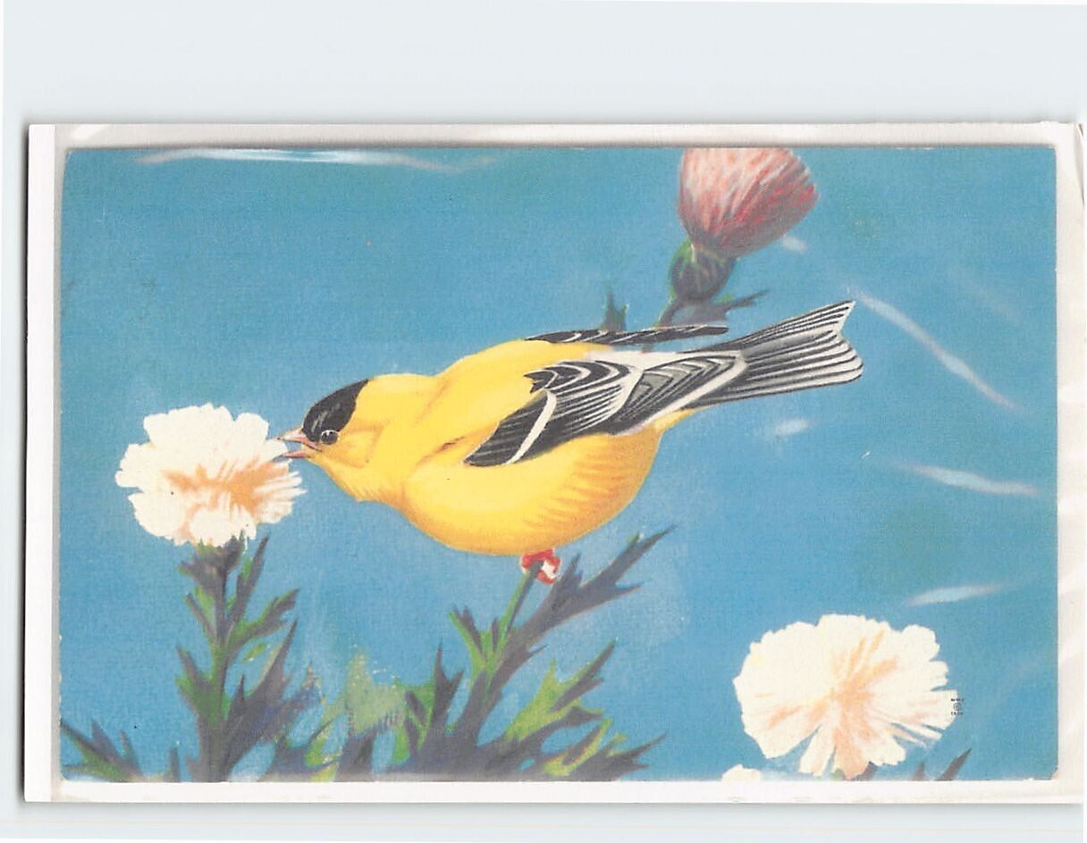 Postcard American Goldfinch (Spinus tristis)