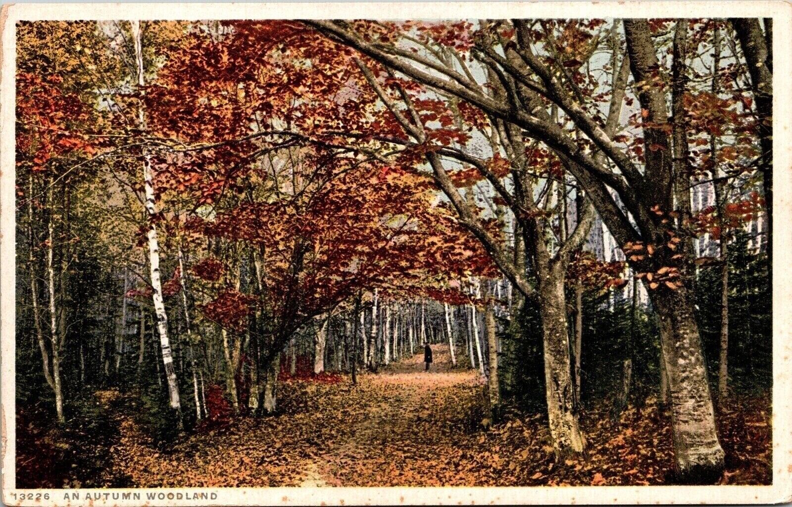 Autumn Woodland Forest Leaves Fall Path Trees Detroit Co Publishing Postcard