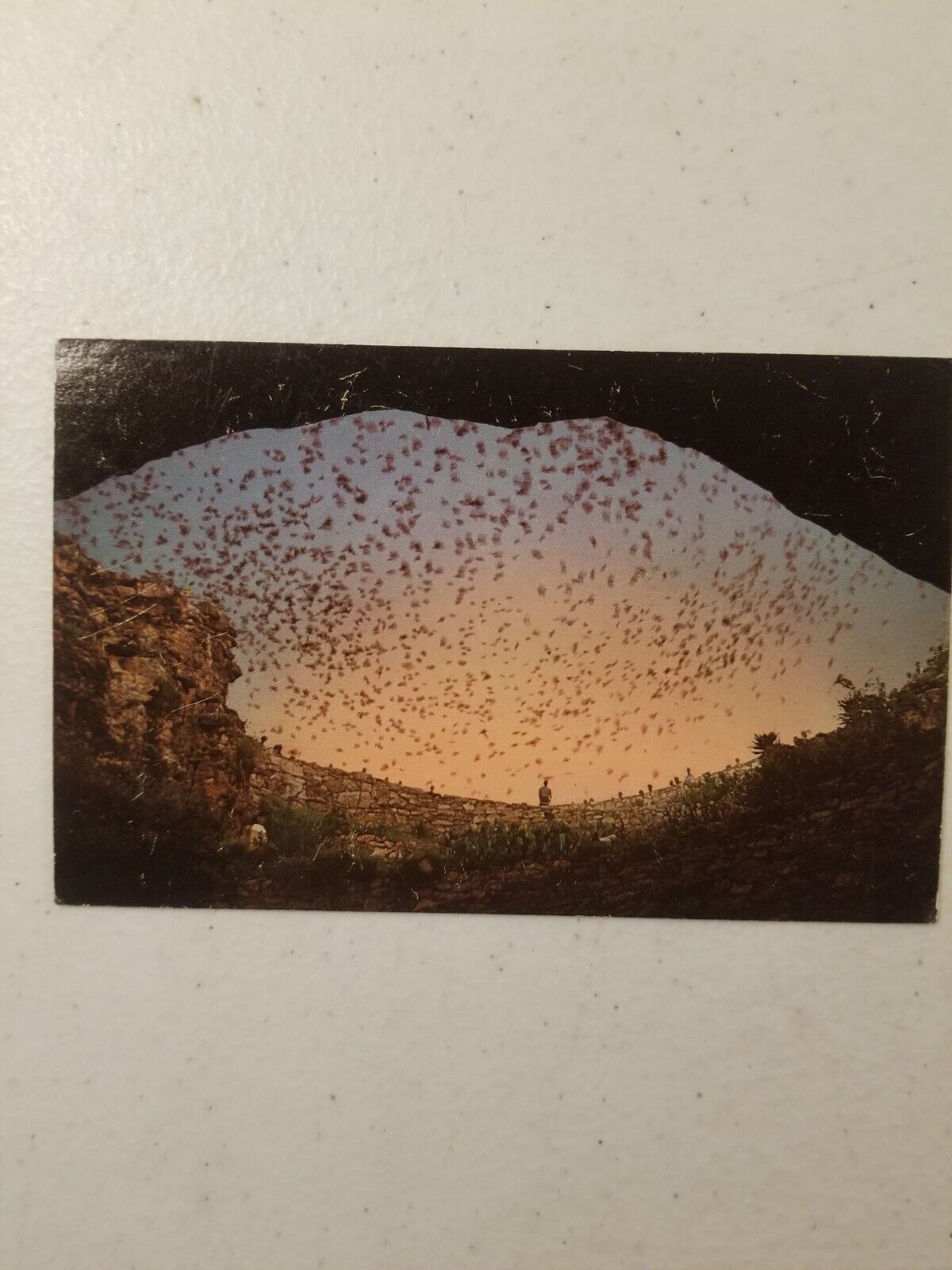 Bat Flight From Natural Entrance Carlsbad Caverns National park New  Mexico Vig