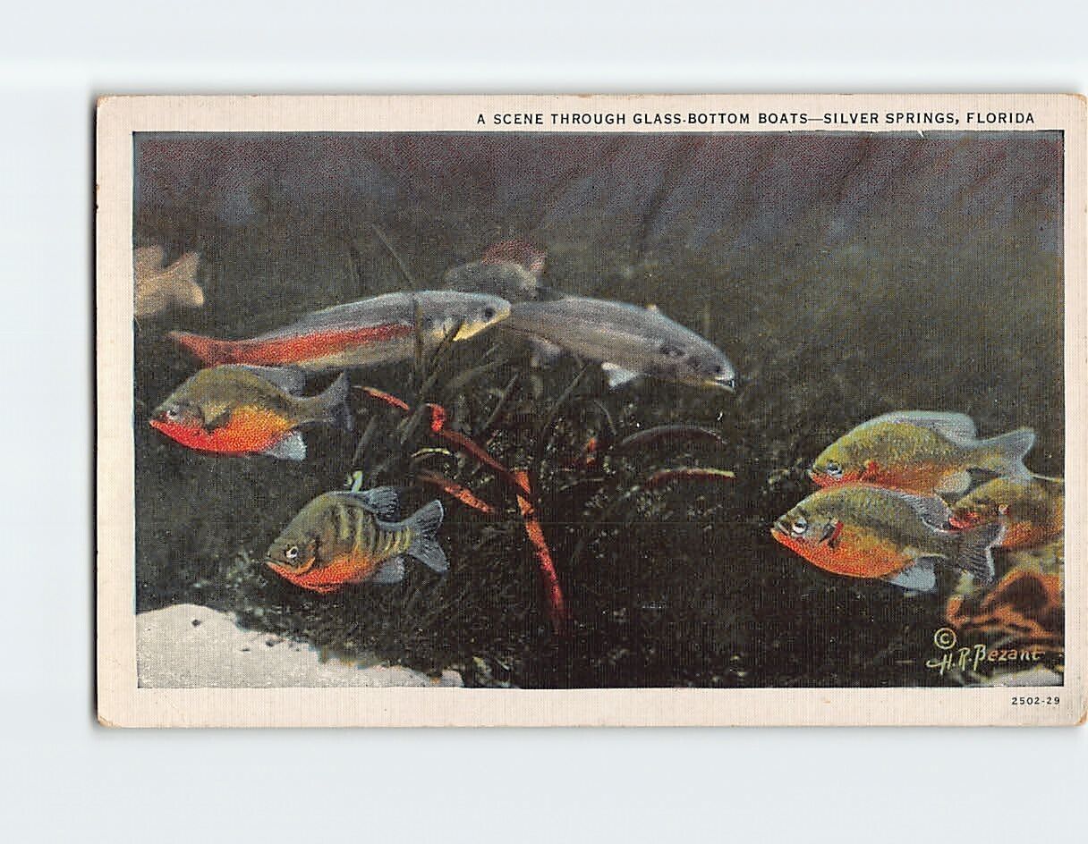 Postcard A Scene Through Glass Bottom Boats Silver Springs Florida USA