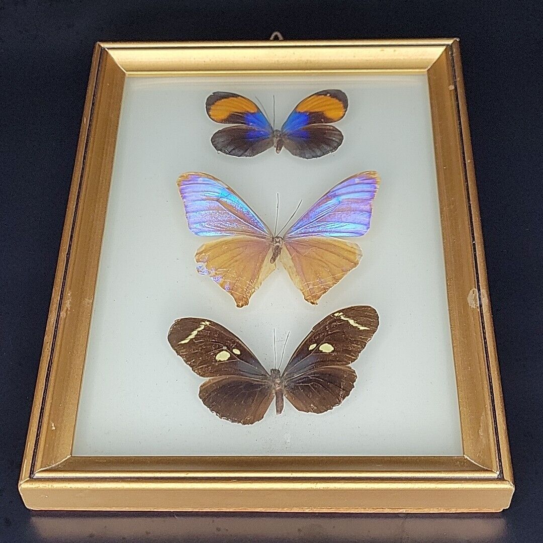 Vintage Wood Framed Butterfly Taxidermy Bubble Convex Glass 8\