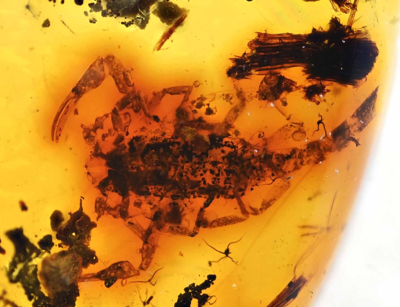 Rare nearly complete Scorpion, Fossil Insect inclusion in Burmese Amber