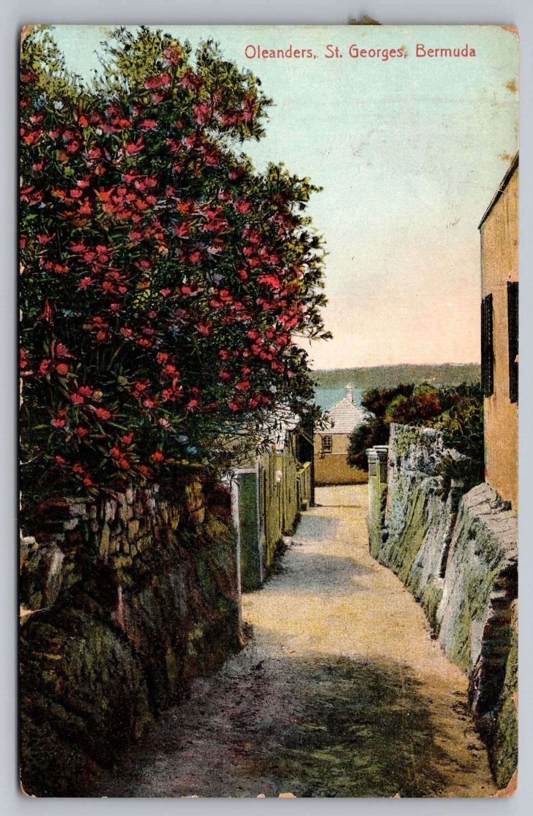 Oleanders St. Georges Bermuda — Antique Postcard