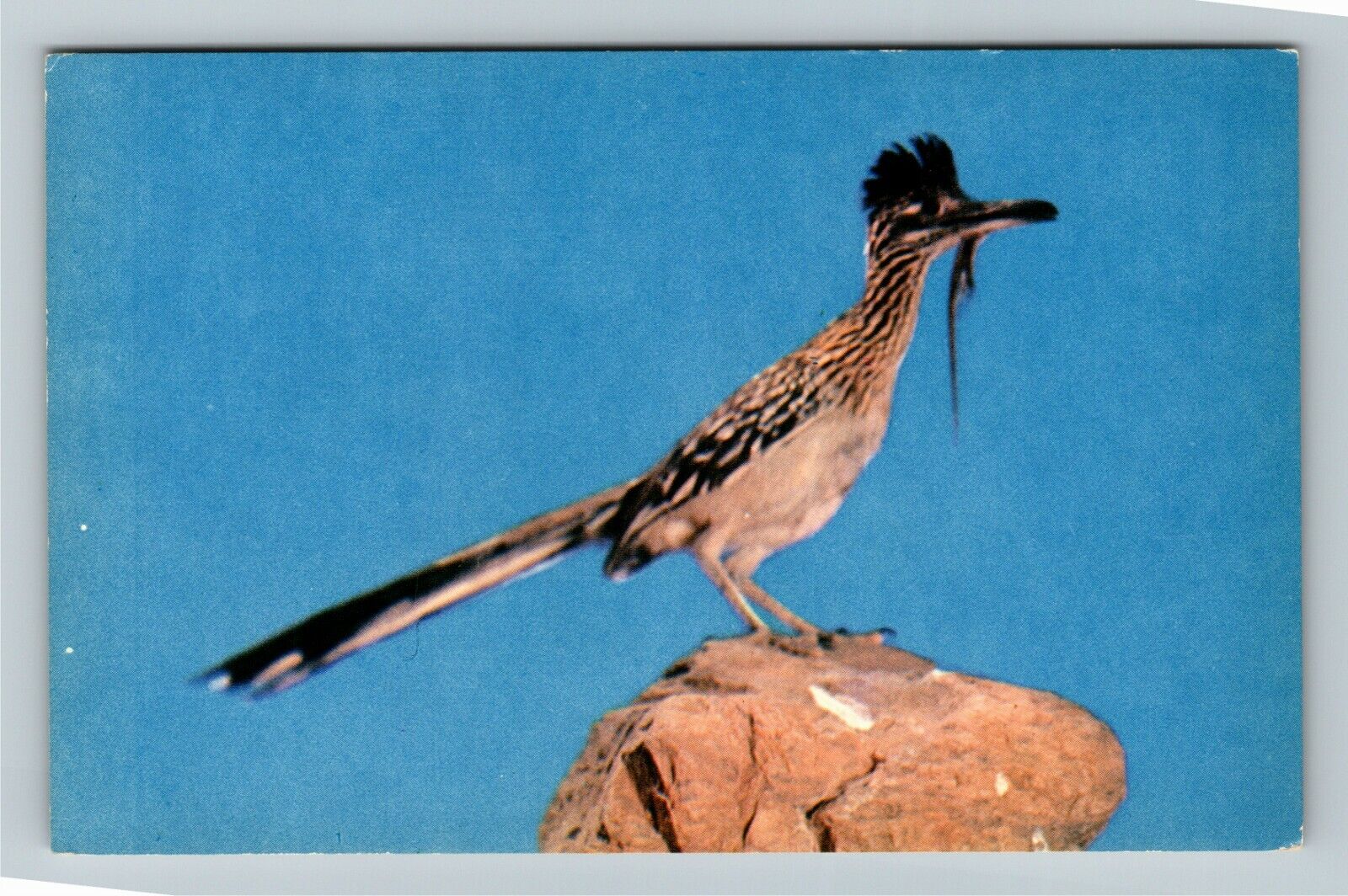 The Desert Road Runner, Perched On A Rock, Vintage Postcard