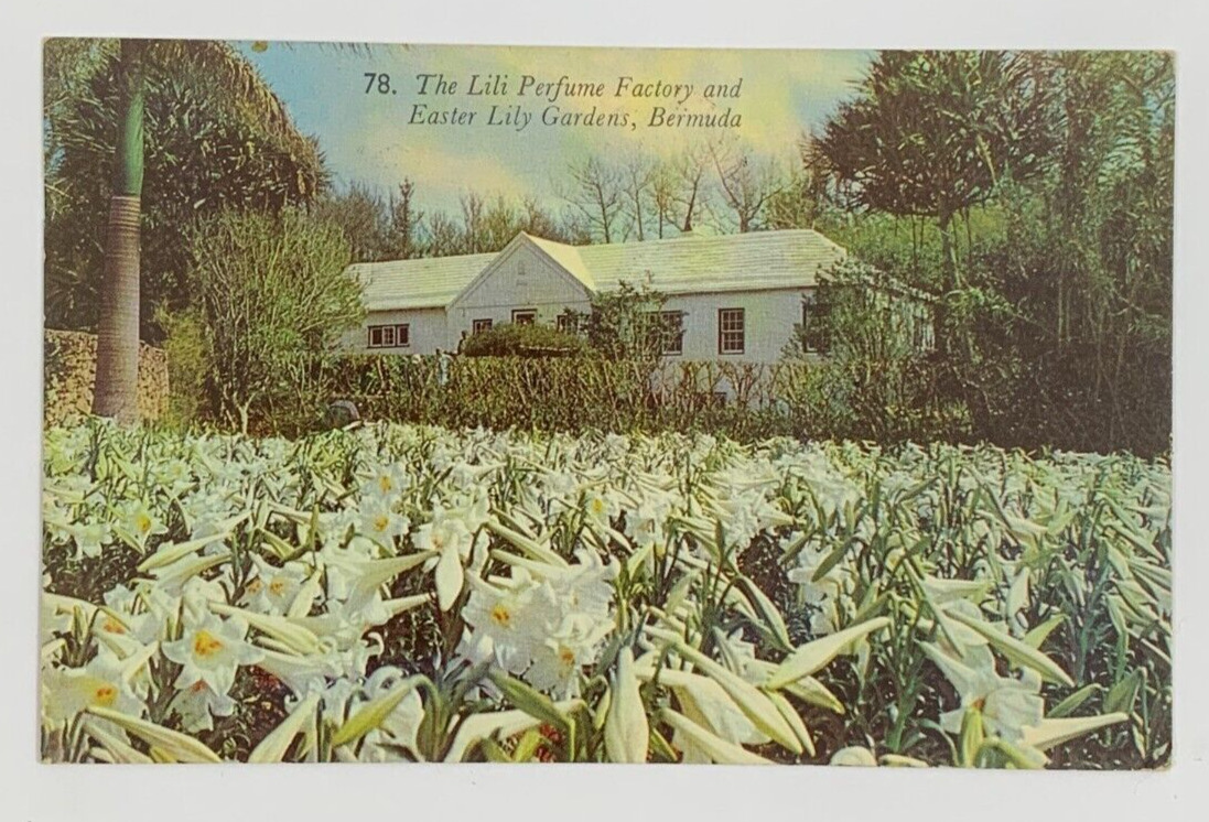 The Lili Perfume Factory and Easter Lily Garden Bermuda Postcard Posted 1961