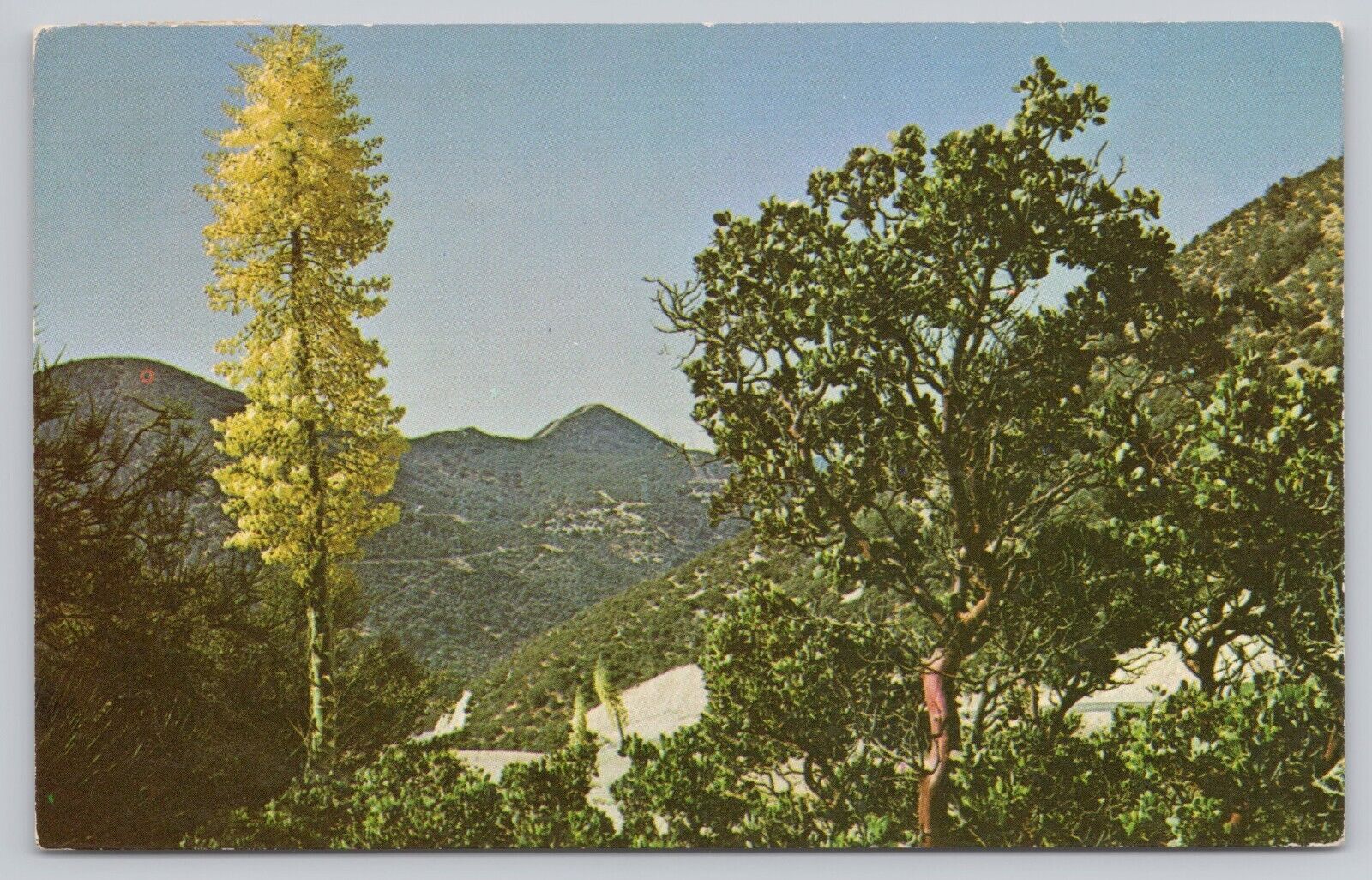 Bakersfield California, Yucca & Manzanita Angeles National Forest, VTG Postcard