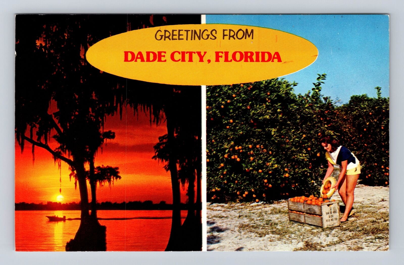 Dade City FL-Florida, Scenic Greetings, Sunset, Orange Picking, Vintage Postcard