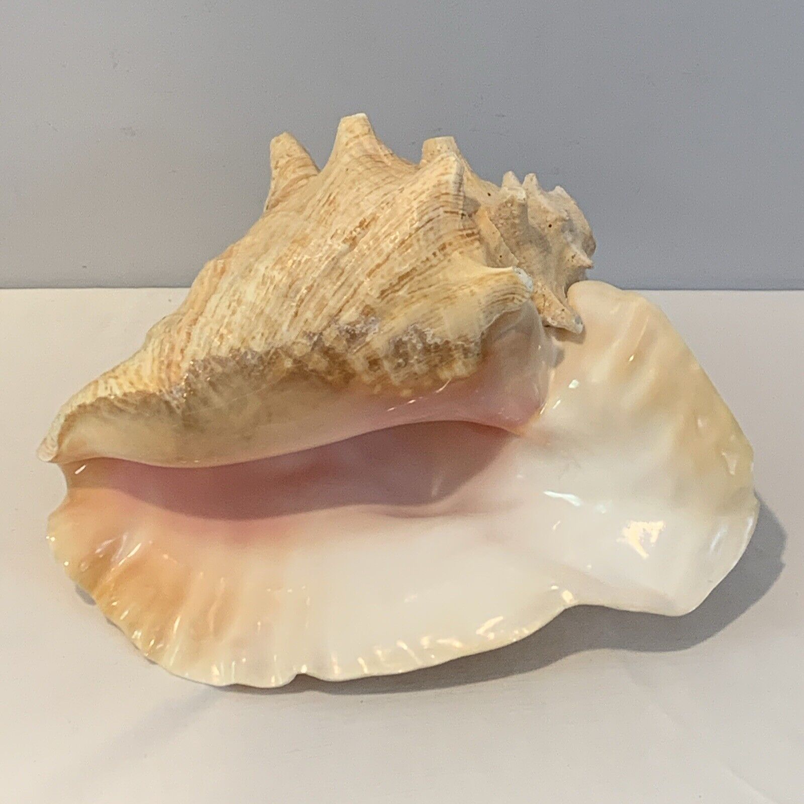 Natural Queen Conch Shell 10