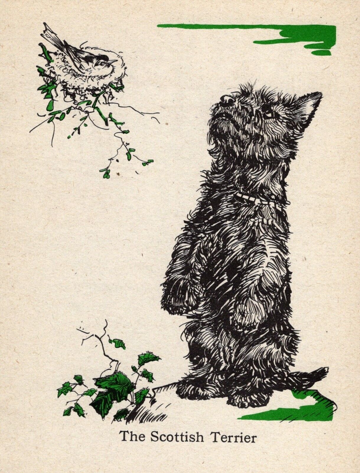 1940 Antique Scottish Terrier Print Vintage Diana Thorne Scottie Dog Print 5452a