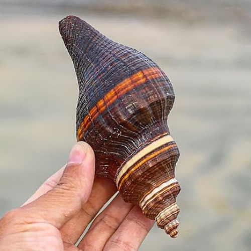 Large Spiral Melongena Seashell Conch Shell Rare Real Beach Home Deco 4.5-5.5\