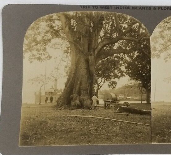 Private Photo Stereoview 1911 Caribbean Barbados Silk Lace Tree West Indies #29