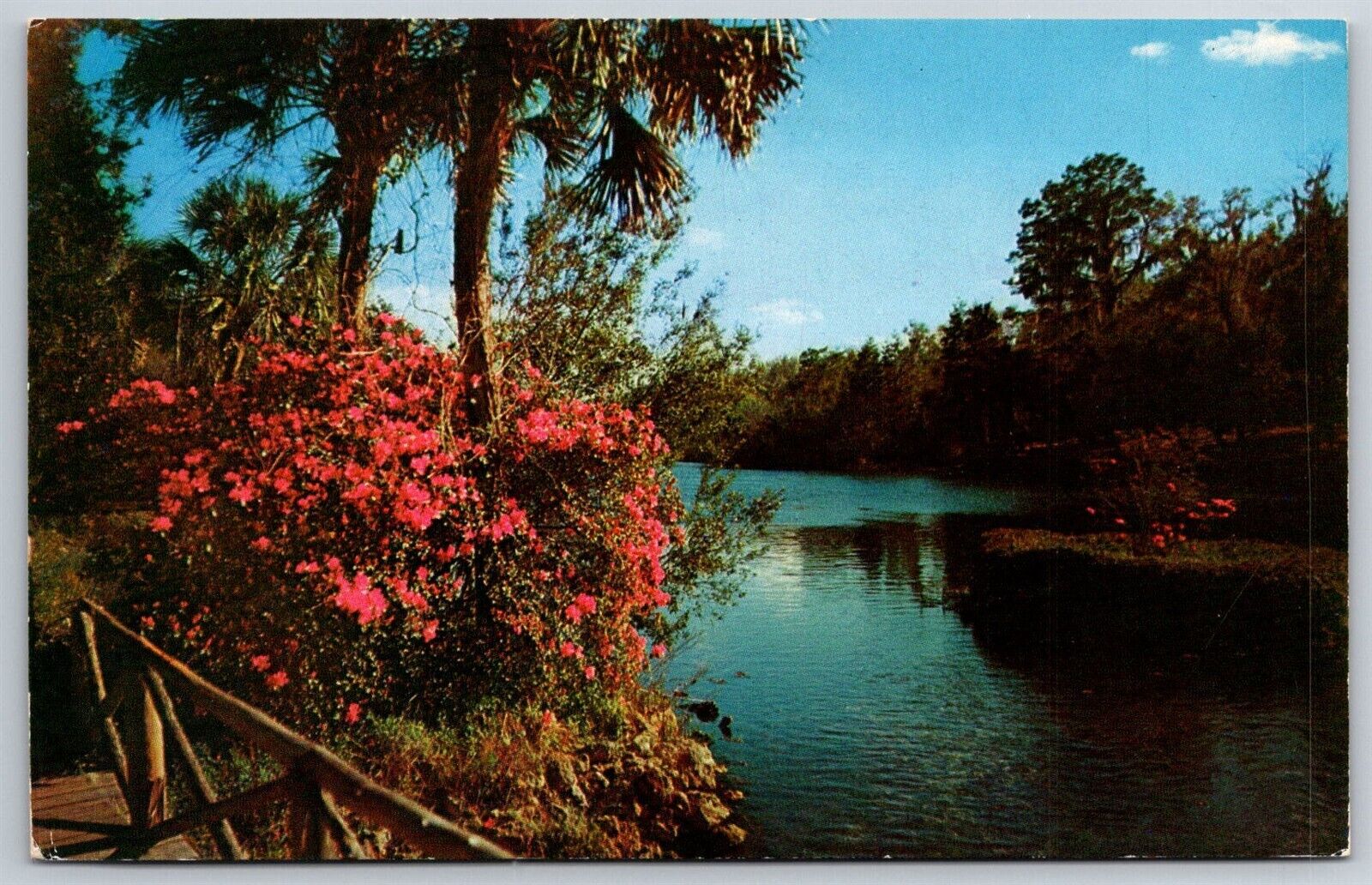 Postcard Blazing Azaleas Stream Florida Fl Tropical Beauty Chrome Vintage