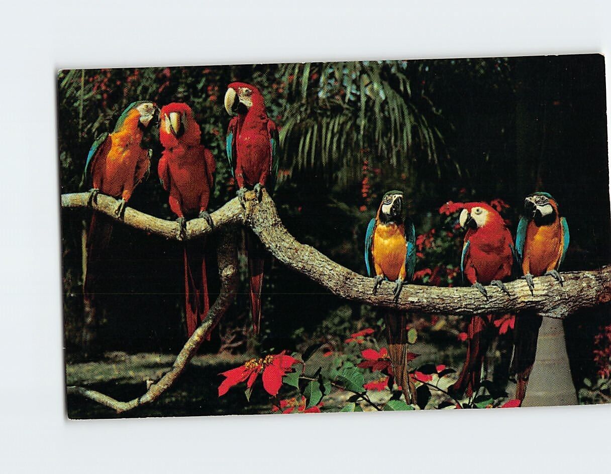 Postcard Beautiful Parrots Parrot Jungle near Miami Florida USA