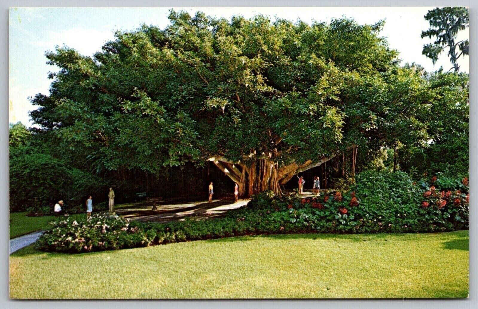 Banyan Tree Florida Cypress Gardens Flower Floral Bush Park Vintage UNP Postcard