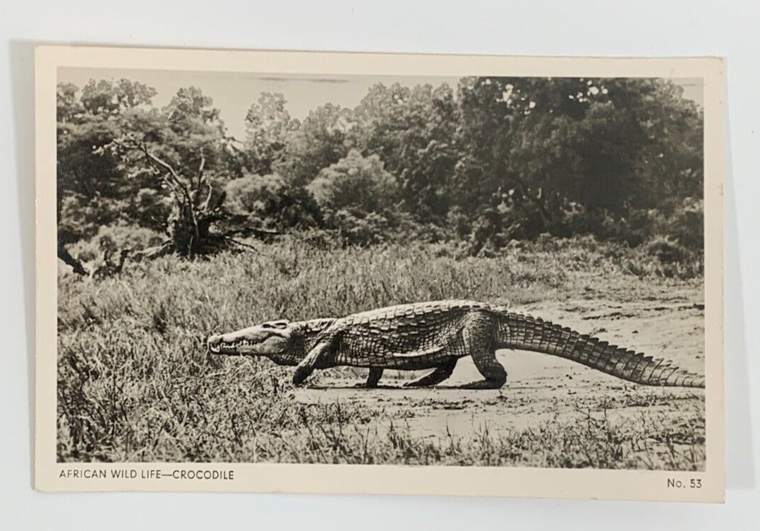 RPPC African Wild Life Crocodile Nairobi Kenya Real Photo Postcard Unposted