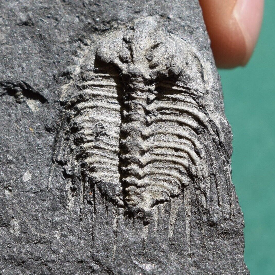 Extremely Rare Trilobite Fossil Kettneraspis aracana Bolivia Silurian