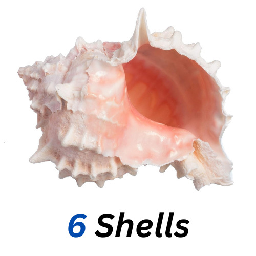 6 Large Natural Conch Seashells Pink Murex Rare Real Aquarium Home Decor Nice