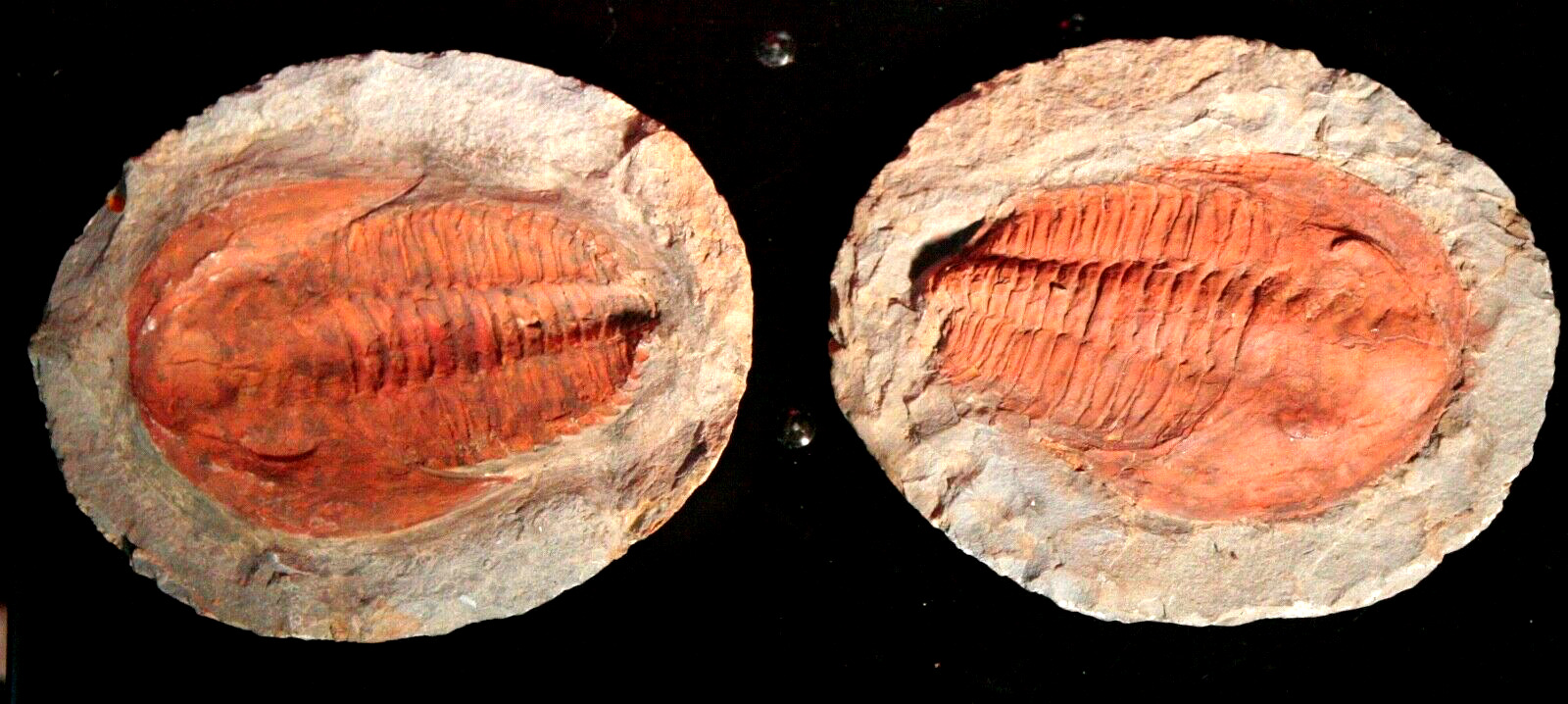 Trilobite - Split Pair Fossil of the Trilobite Cambropallas Telesto 6” x 7”