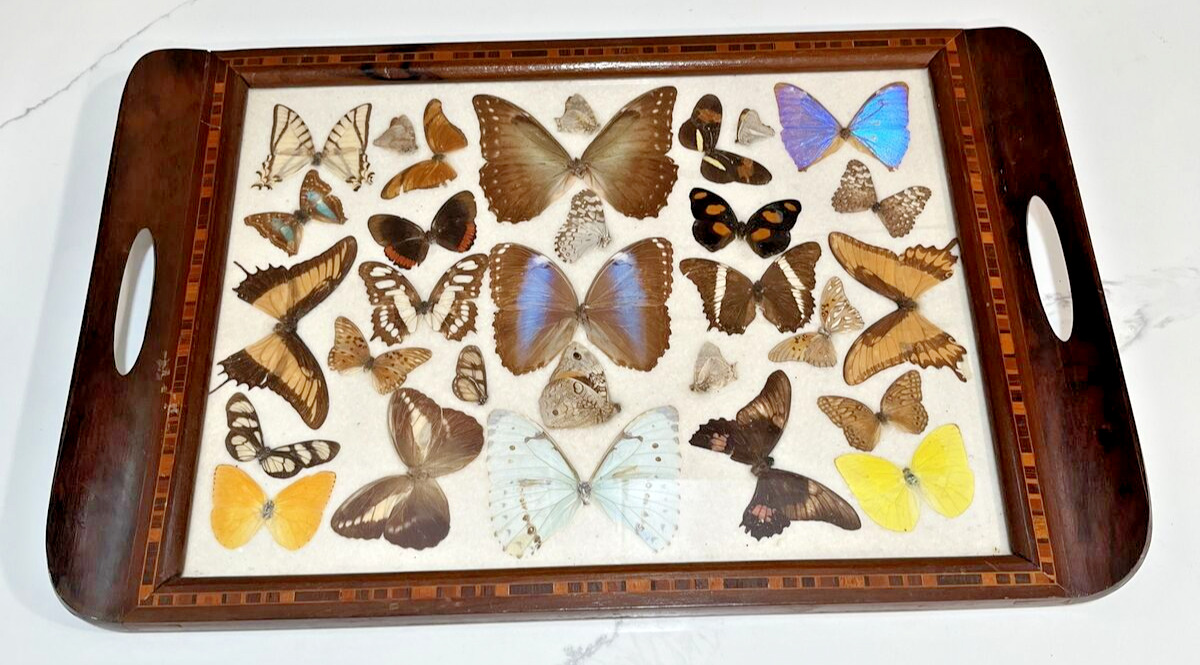 FF- Misc - ENTOMOLOGY, REAL BUTTERFLIES Moths Flowers  , Vintage Glass Tray