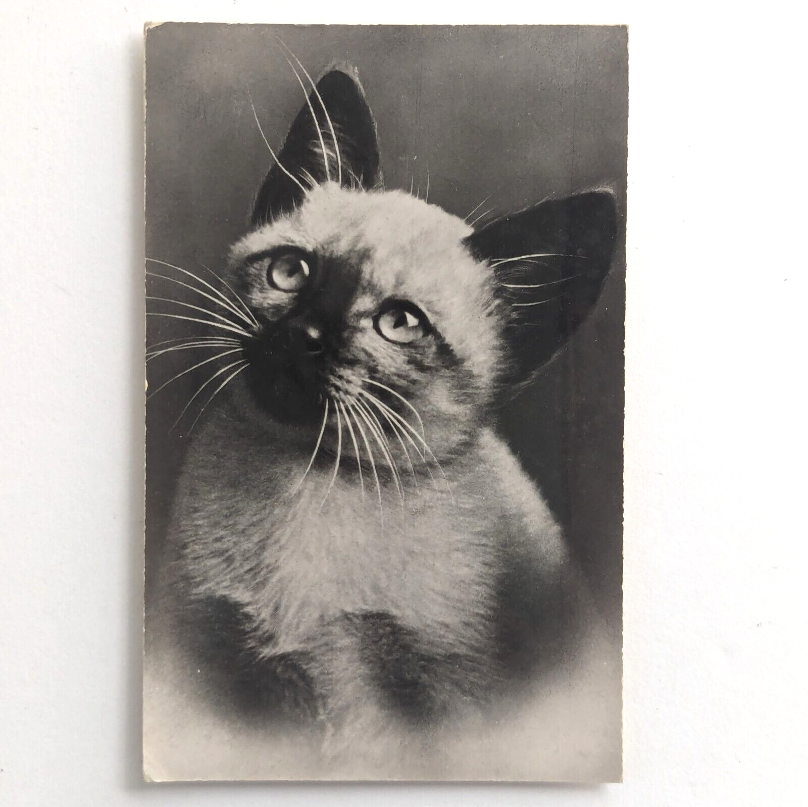 Siamese Cat Kitten Squeaker Postcard Rhodania Lyon c1950s Postcard - Unposted