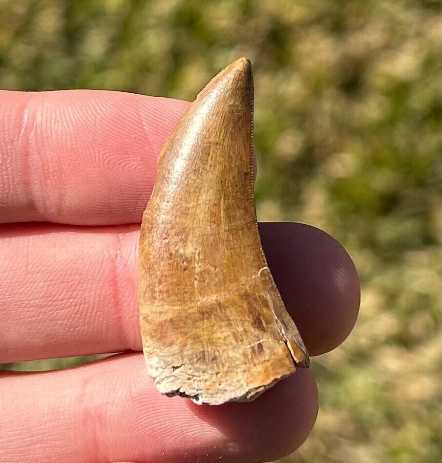 SUPERB Fossil Dinosaur Tooth from Niger Eocarcharia dinops Theropod Rare Teeth