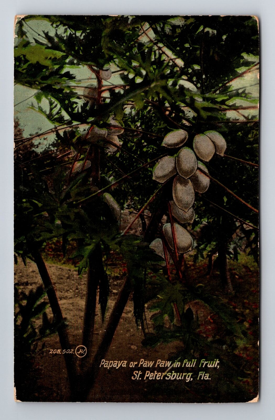 St Petersburg FL-Florida, Papaya In Full Fruit, Antique, Vintage Postcard