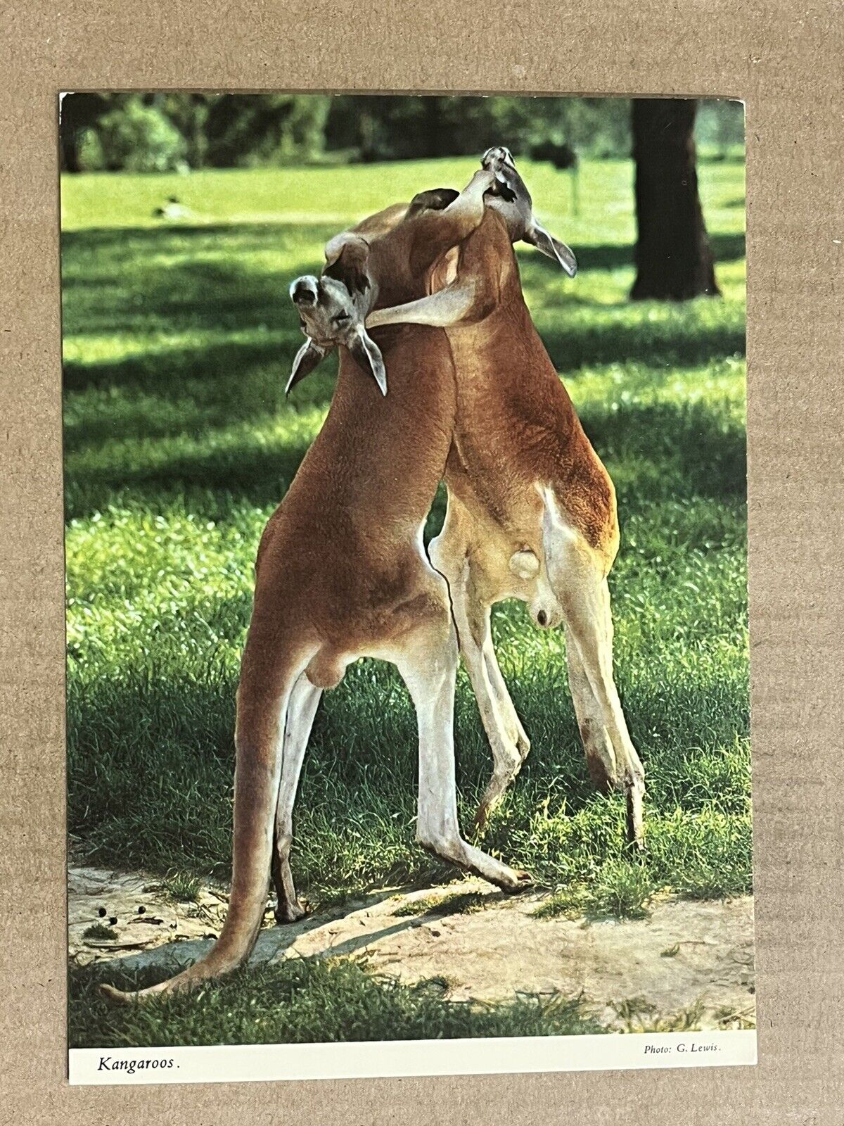 Postcard Australia Australian Boxing Kangaroos Fighting Vintage PC