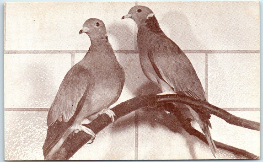 Postcard - Pair of Neclace Doves