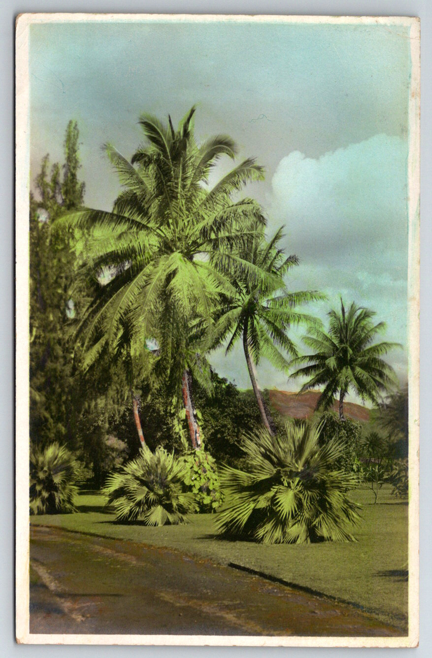 RPPC c1910s Hawaii Palm Trees Colored Postcard